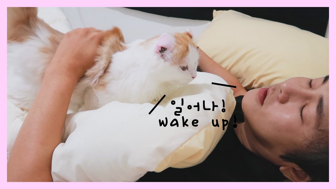 How My Kittens Wake Me Up Every Morning;;;