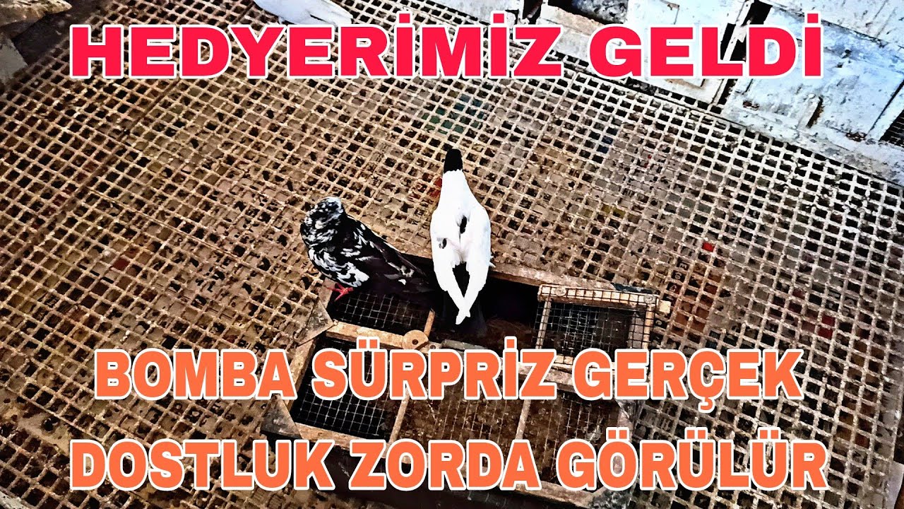 BOMBA GİBİ SÜPRİZ GELDİ DOSTLUK ZORDA BELLİ OLUR SALMADA GELEN KUŞLARİMİZ