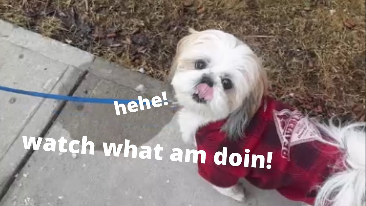 Watch What My Funny Dog Is Doing!! Funny Video