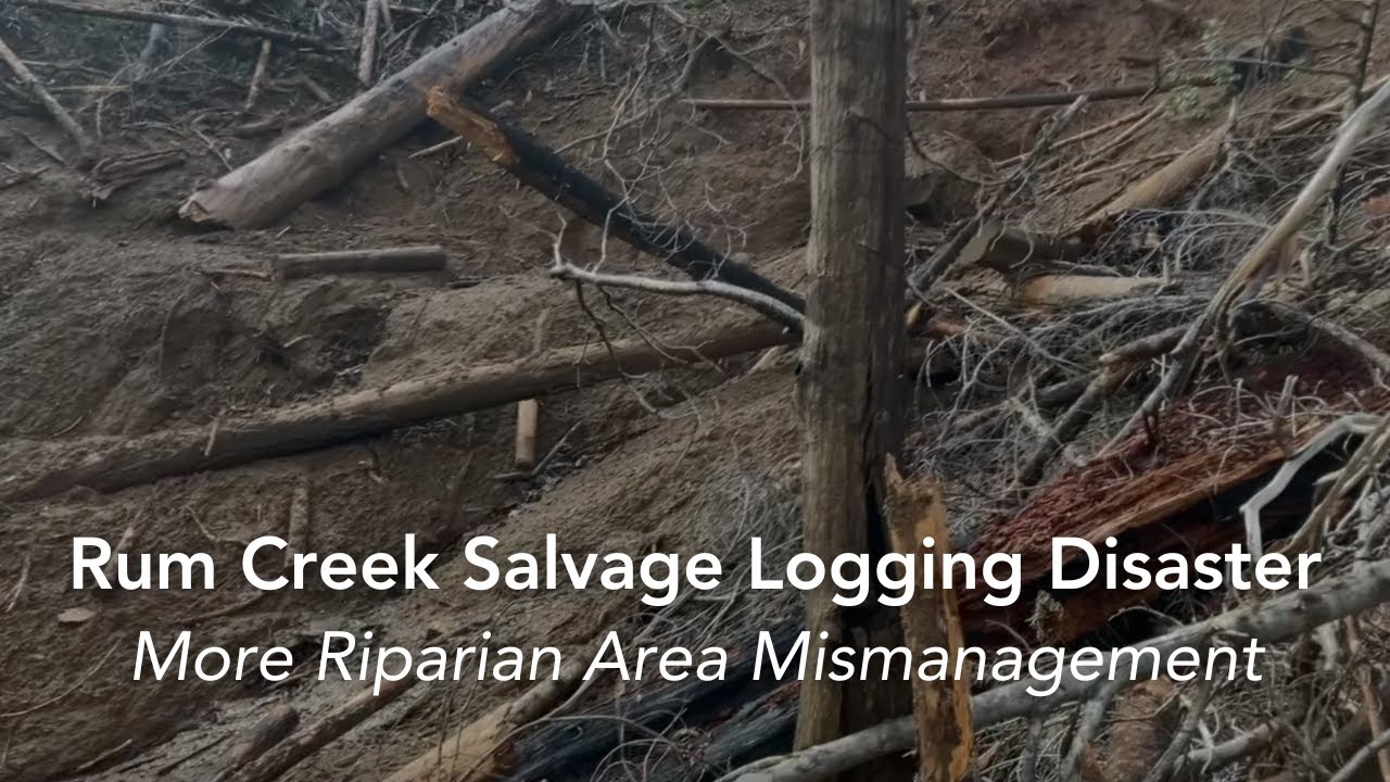 Rum Creek Salvage Logging Disaster - Riparian Area Mismanagement 2