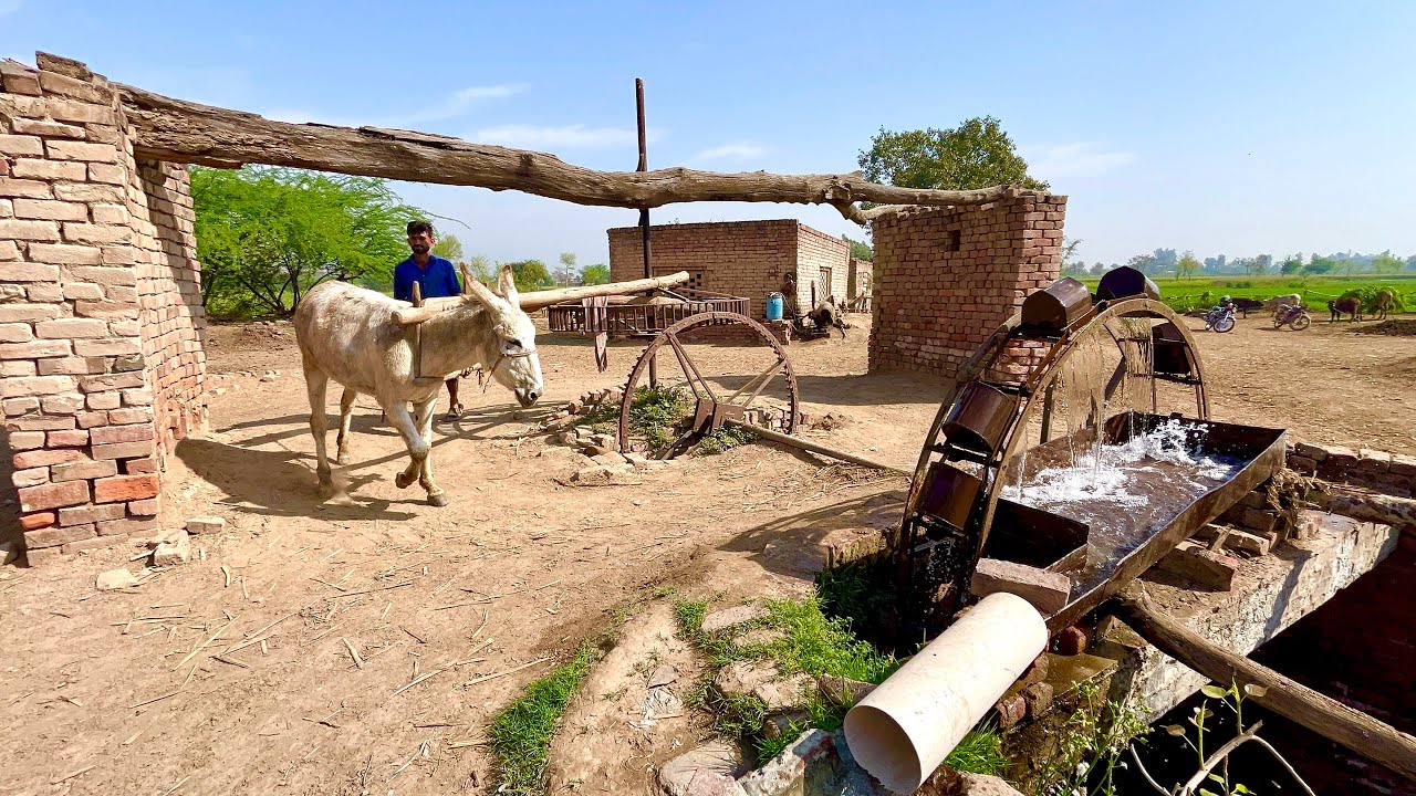 Traditional Method Of Water Lifting With Donkey #jcb #cr7 #warzone #shortsfeed #shorts #cow #short 