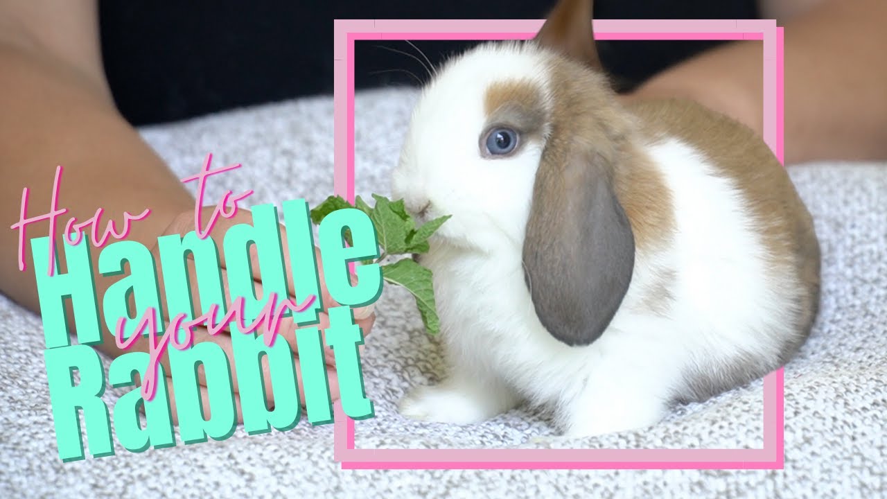 How To Handle Your Rabbit