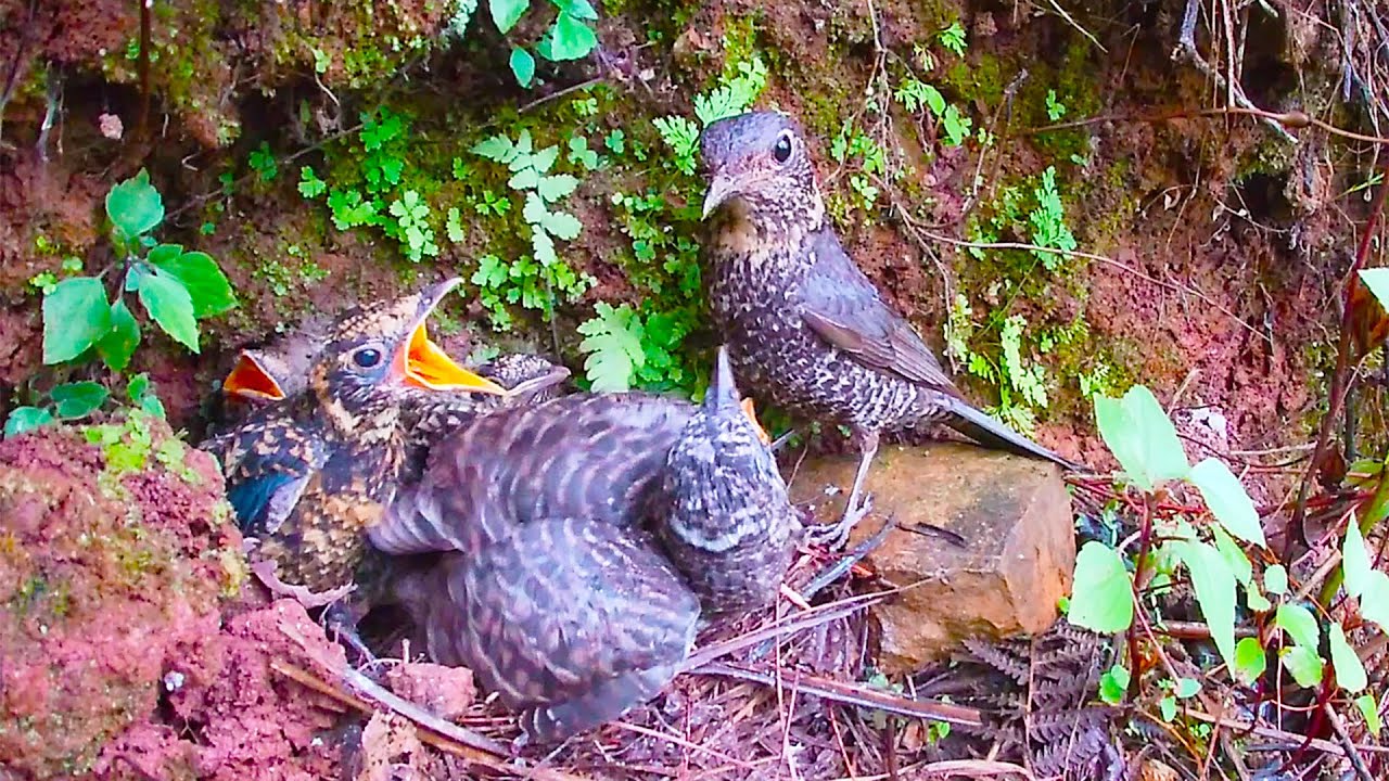 The cuckoo likes the daddy best, because the daddy bird only feeds it杜鹃鸟看到鸟爸爸回来两眼放光，因为鸟爸爸只给它喂食