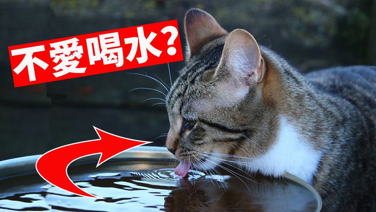 5個能讓貓多喝水的小技巧，你知道幾個？【養貓必看EP1】