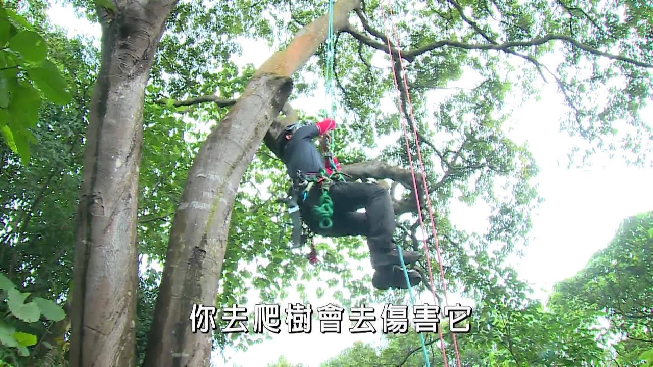 攀樹運動介紹-Hey Tree Buddy!