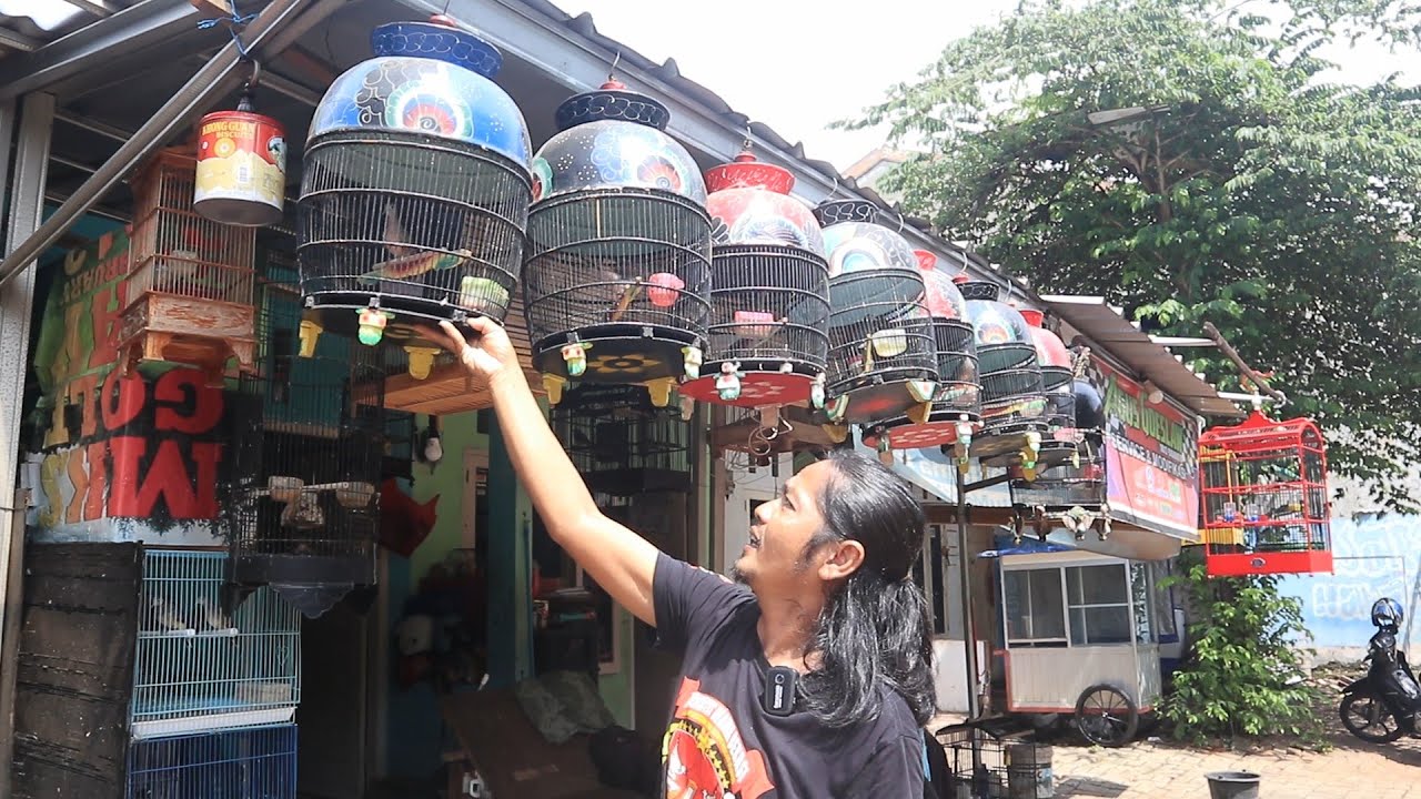 TINGGAL PILIH! PERKUTUT LOKAL KATURANGGAN RAWATAN OMBYOKAN LENGKAP