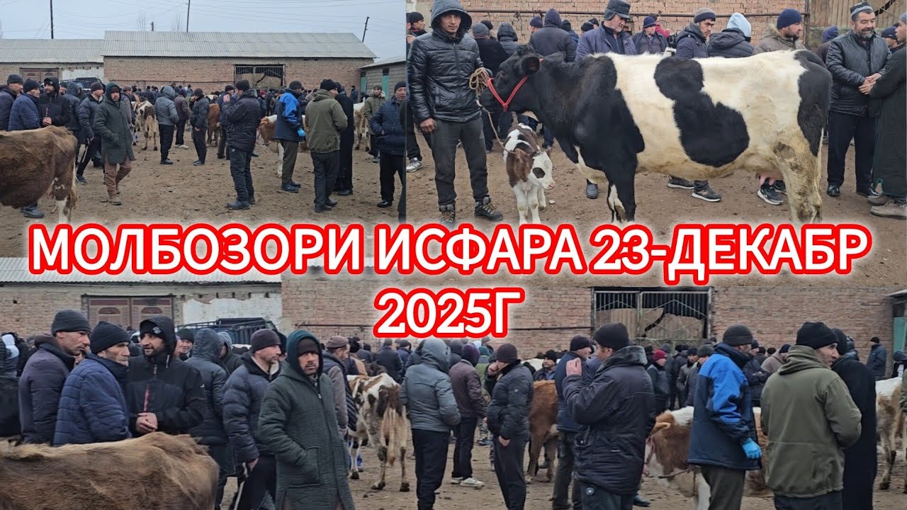 МОЛБОЗОРИ СУРХ ИСФАРА 23-ДЕКАБР ОЧА БАЧА ГУНОЧИНХО БУКАЧАХО БУГУЗИ НАЗДИК 