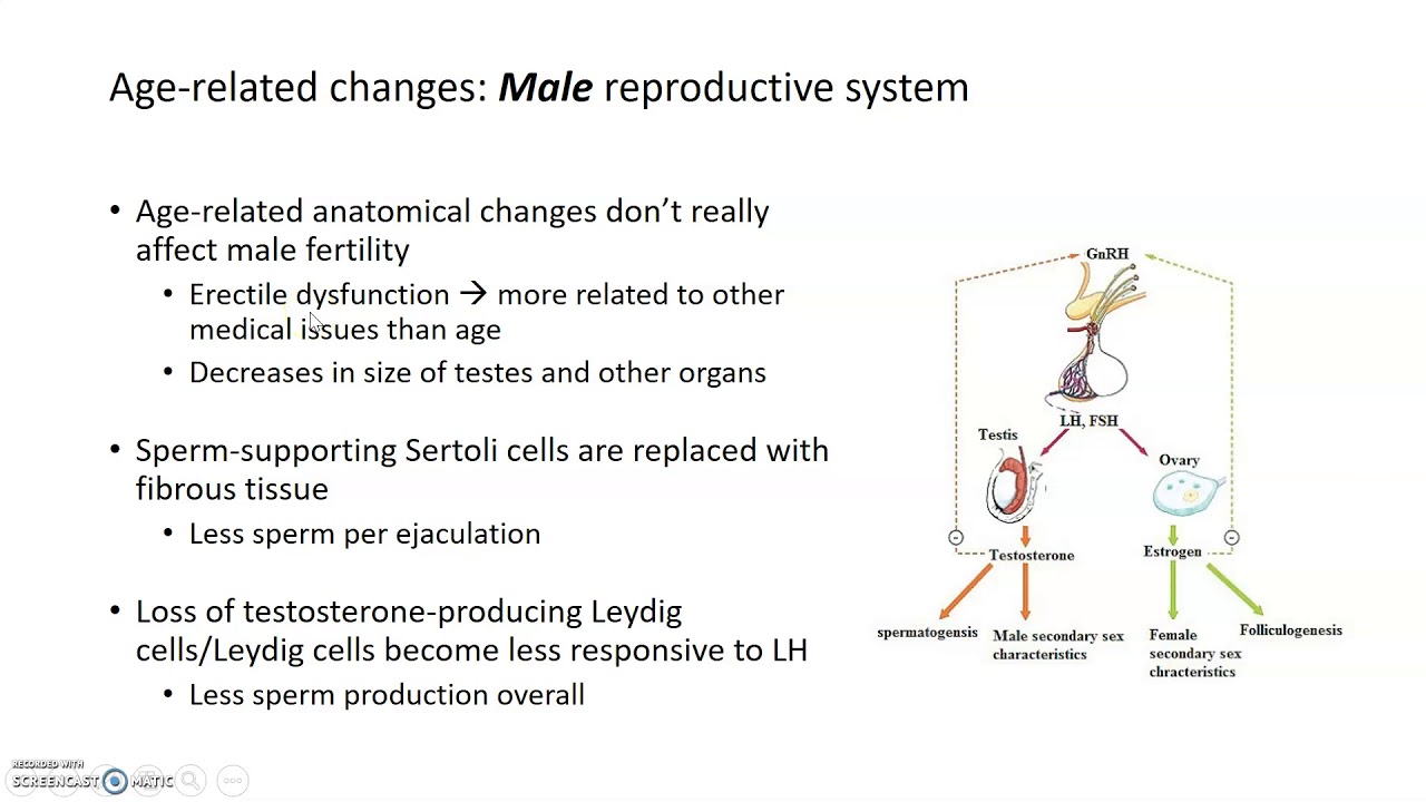 Aging Bodies: Female and Male Reproductive Systems