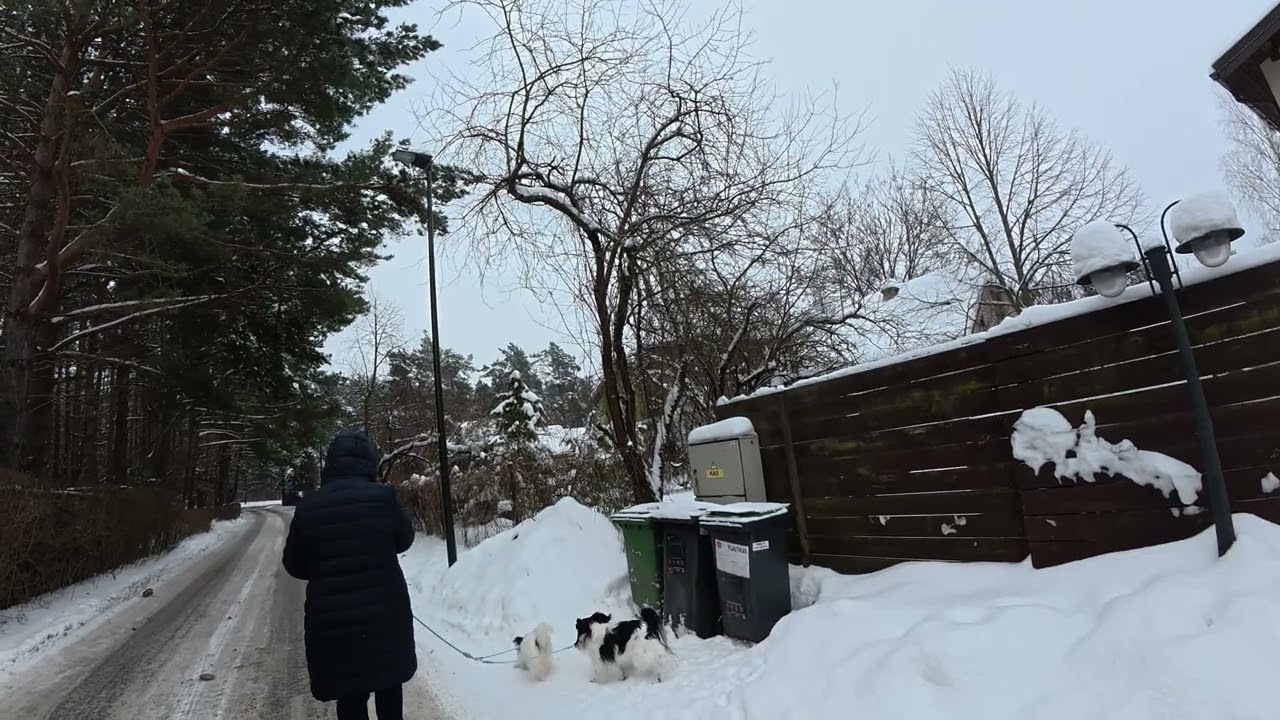 Walking in Snowy Vilnius Neighborhood with Two Happy Dogs