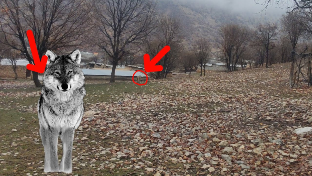 A terrifying moment when wolves surrounded a woman's mountain hut