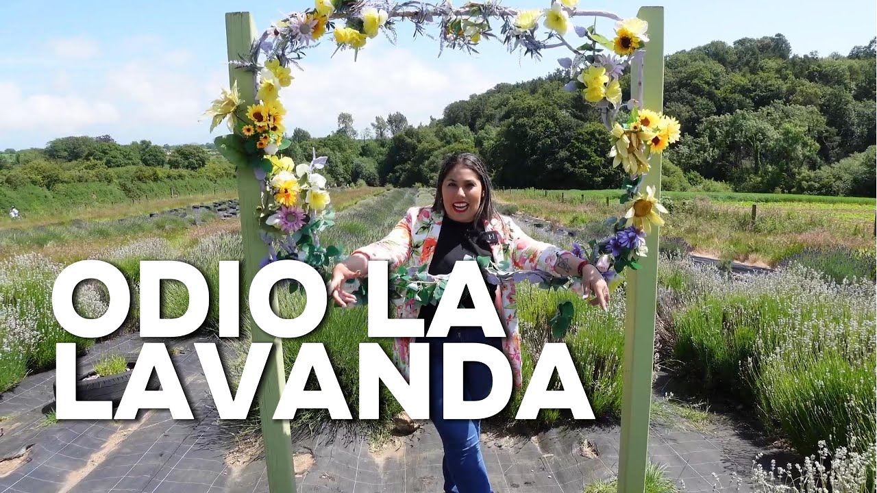 Campo de LAVANDA en IRLANDA Y si, ODIO EL OLOR A LAVANDA!