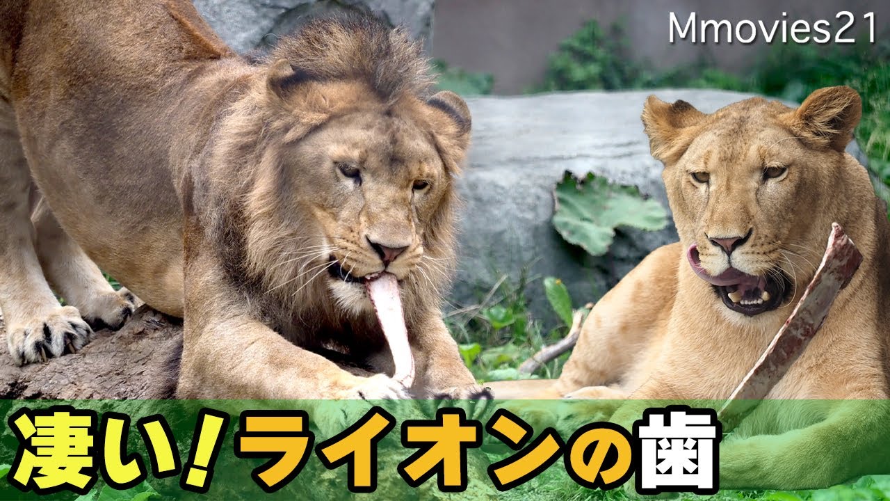 【秒で完食】ライオンパーチェの昼ごはんとイトの初体験~Lion Pace & Ito