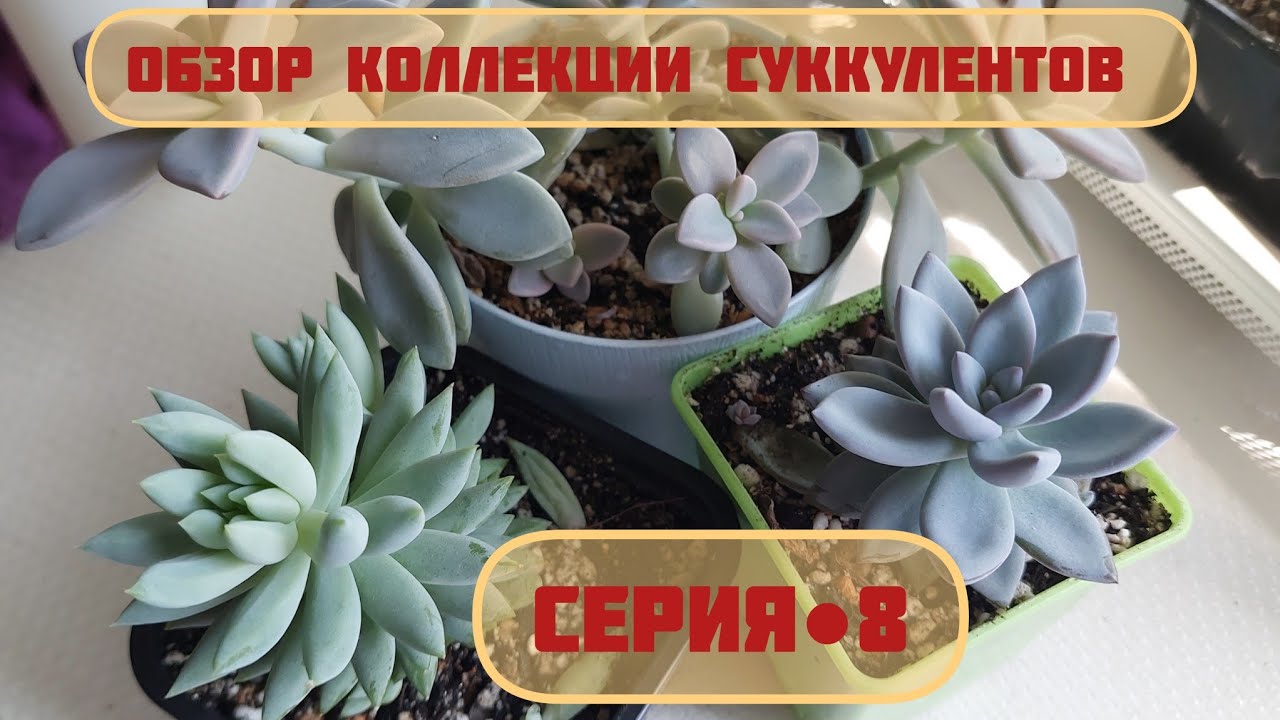 #мояколлекция #обзор Моей коллекции суккулентов | Серия ☆8 #succulents #суккуленты #cactus