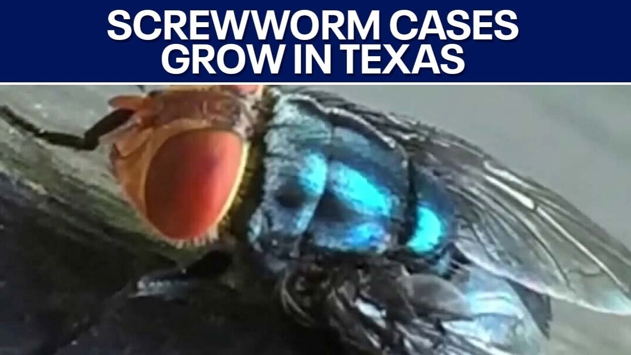 В Техасе растет число случаев заражения американской мясной мухой | FOX 7 Austin