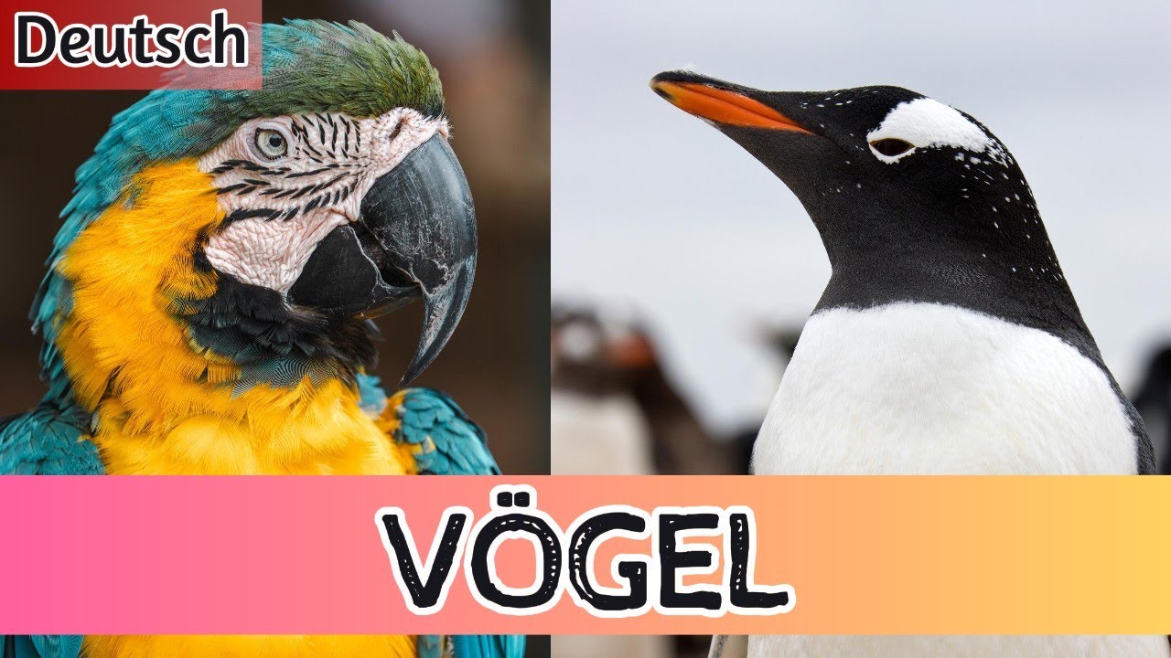V&ouml;gel f&uuml;r Kinder: Abheben in Spa&szlig;, Lernen, Abenteuer und Vogelger&auml;usche! 🦅🌟