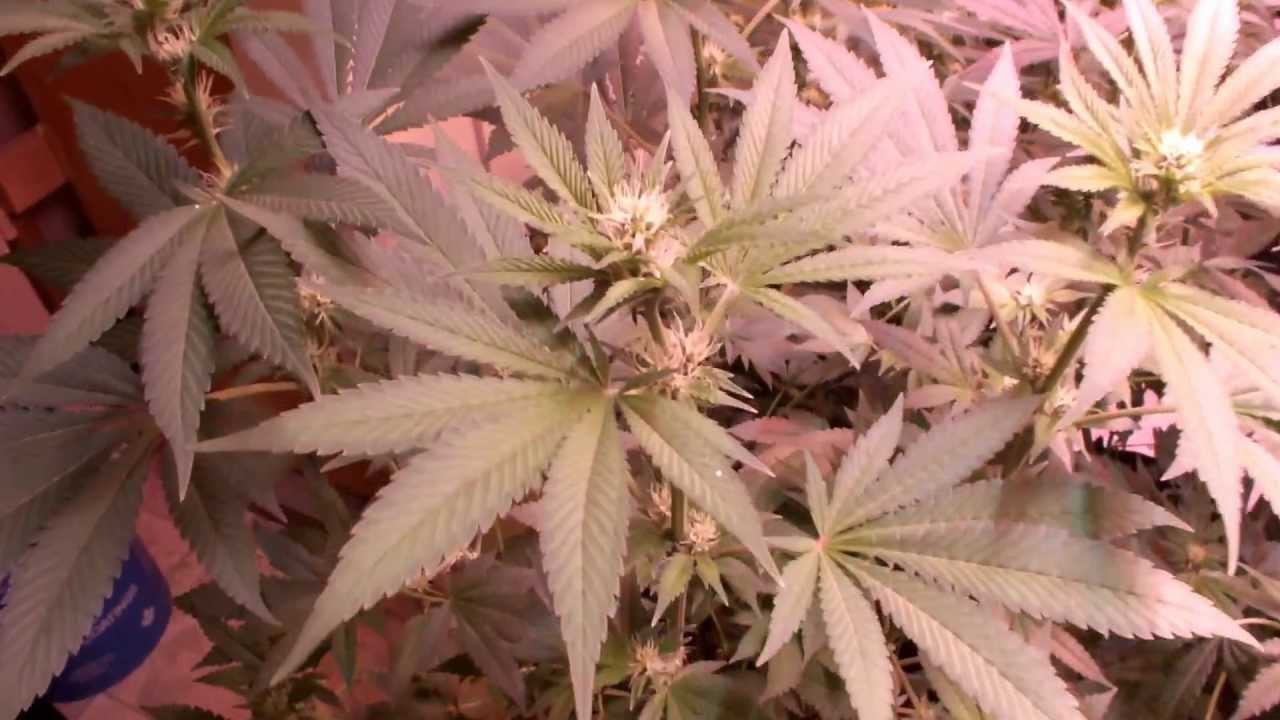 day 14 flower