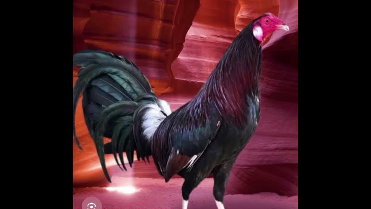 Corrido sangre de valientes #virals #trending  #corridos  #corridospesados 