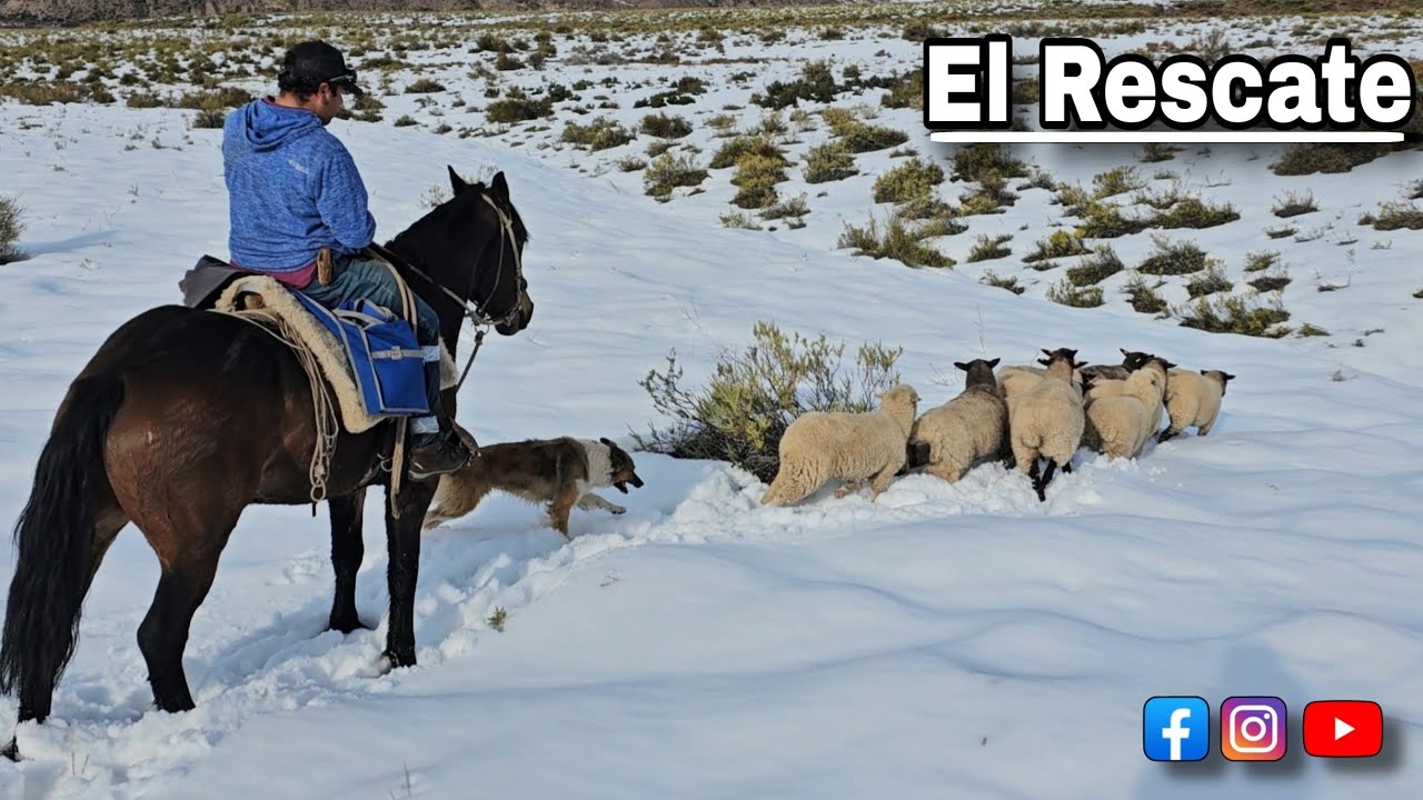 Busqueda de Ovejas en lo alto de la Cordillera Nevada como las Logramos encontrarlas y Bajarlas