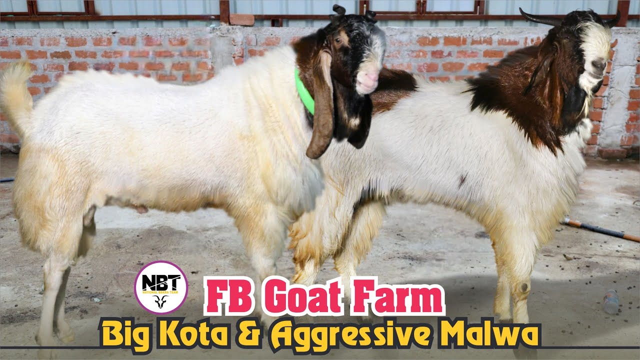 Big Kota & Aggressive Malwa At FB Goat Farm