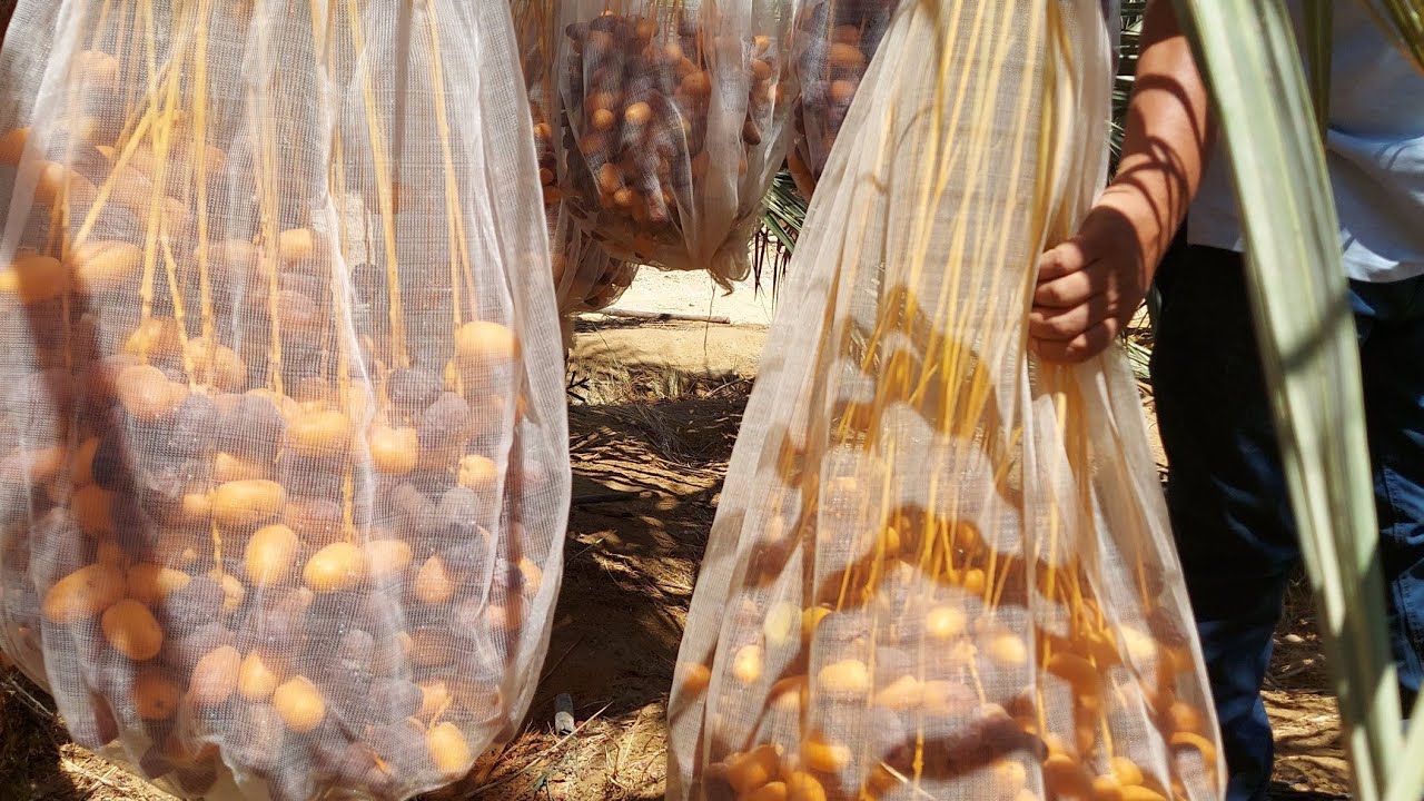 موسم حصاد مزارع النخيل بالواحات البحرية بمحافظة الجيزة  كل عام وأنتم بخير مع شرح م عطية طاهر 2021