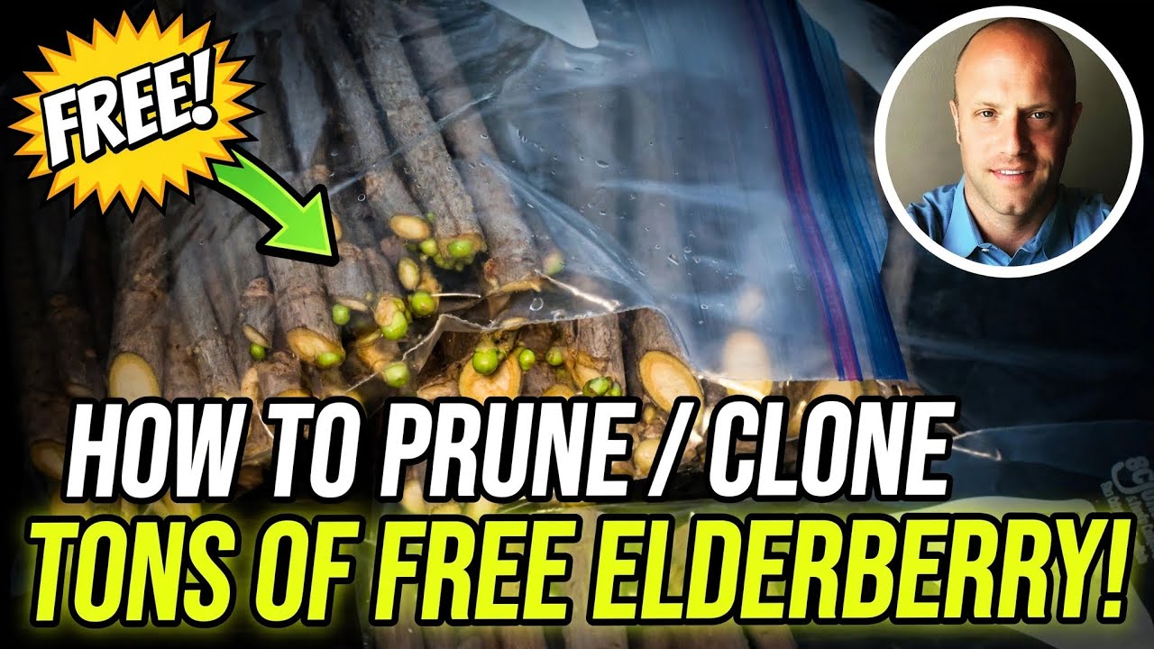 Prune and Clone Tons of Elderberry Cuttings!