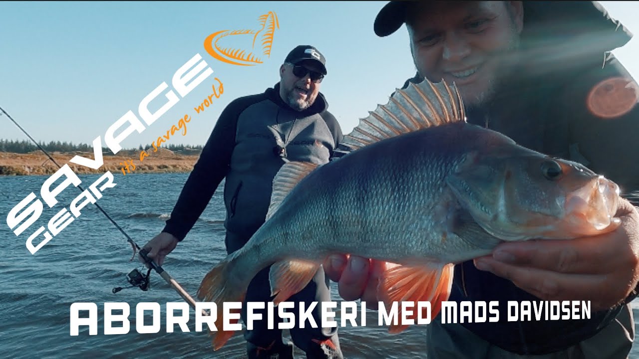 🎣 Jagten P&aring; Den Store Sommer Aborre: F&oslash;lg Med I Jagten P&aring; Den K&aelig;mpe Fisk! 🌞🐟 @madsdavidsen5938