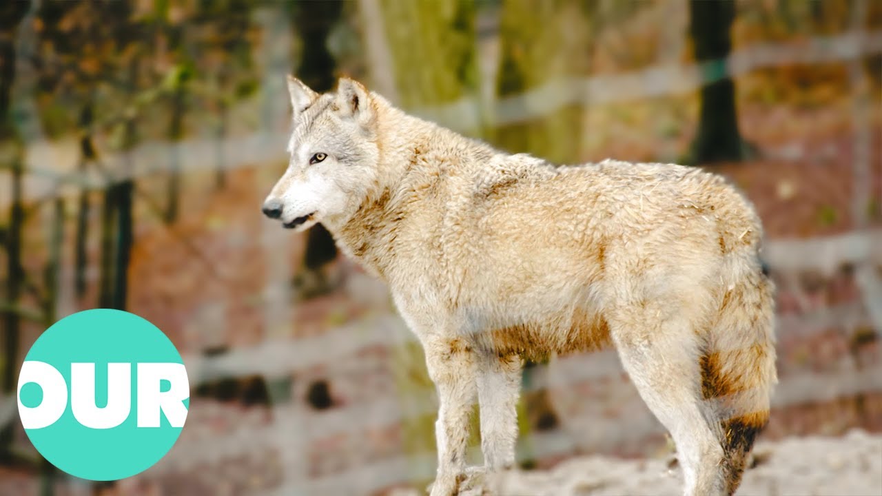 Exploring The Howl Of The Timberwolves of Austria | Extraordinary Animals | Our World
