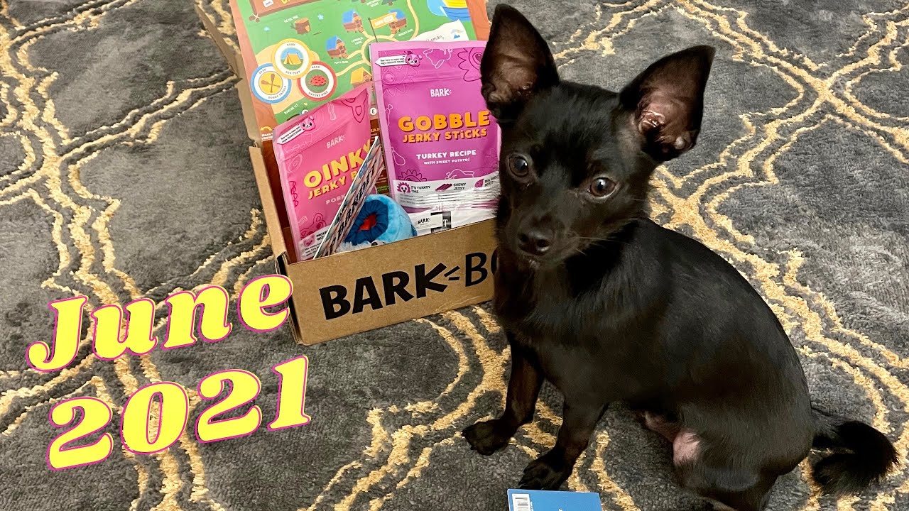 JUNE 2021 BARKBOX UNBOXING | SMALL DOG | MY DOG’S REACTION