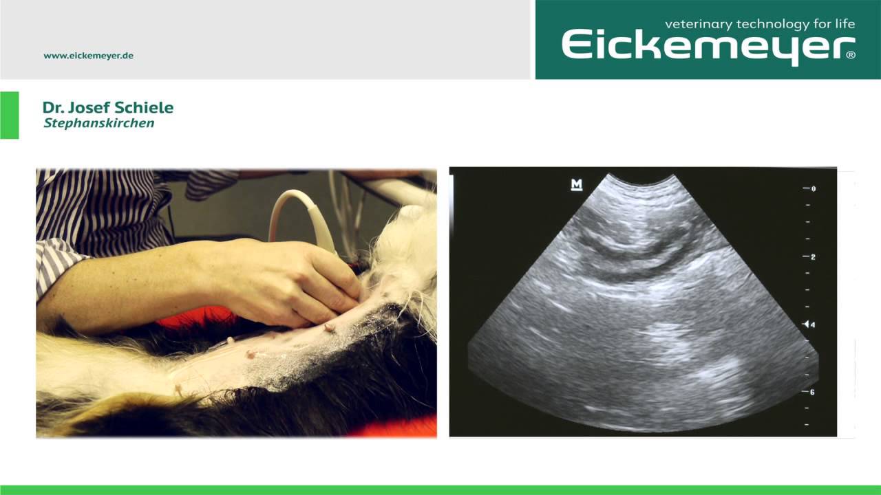Ultraschall Abdomen beim Hund | Eickemeyer Seminare