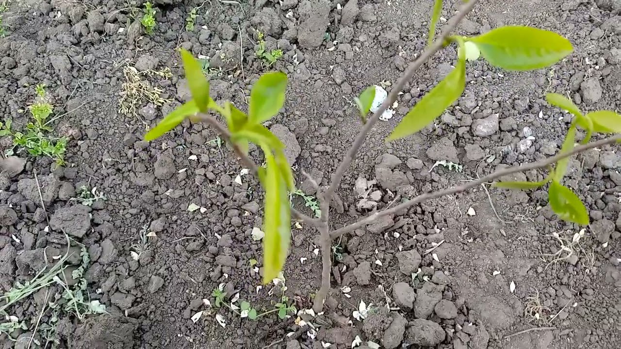 Азимина  морозы  и  факты