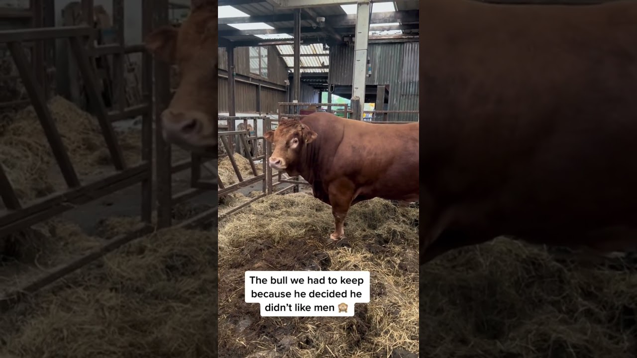 Home for life 🏠 &hearts;️ #farmlove #bull #farming #farmlife