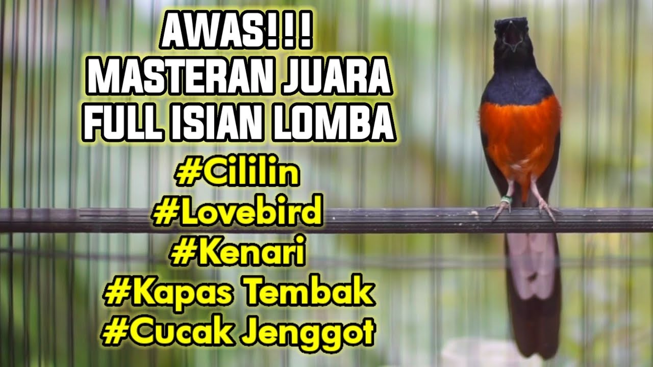 MASTERAN MURAI GACOR FULL ISIAN CILILIN LOVEBIRD KENARI KAPAS TEMBAK CUCAK JENGGOT 100% EMOSI
