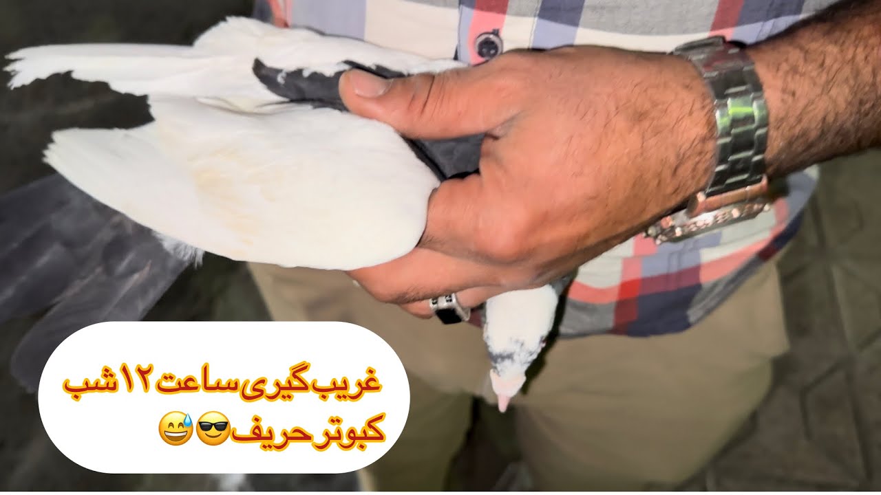 غریب گیری کبوتر حریف ساعت ۱۲شب در مشهد/ابلغ دو رگ المانی/عشق بازان ایران