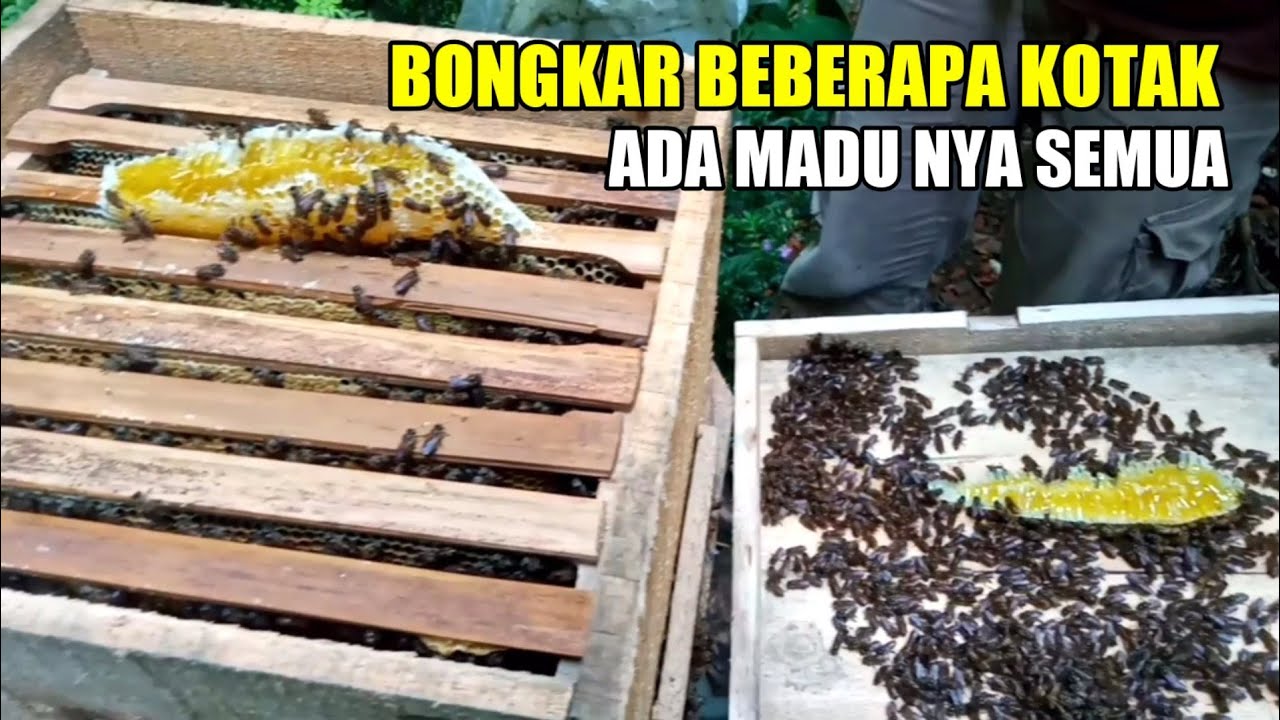 Saat nya saya bongkar-bongkar kotak lebah lagi 😁