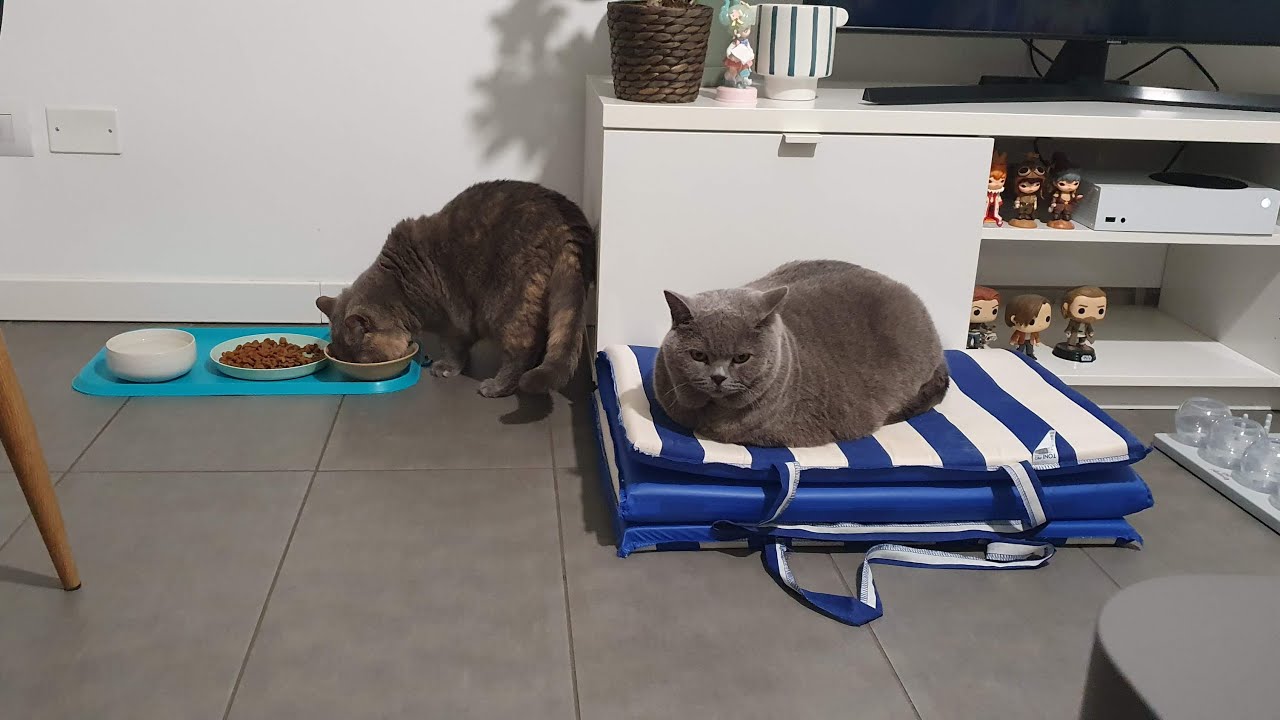 Vlog vita con gatti, rubinetto nuovo in cucina, bollitore Girmi 