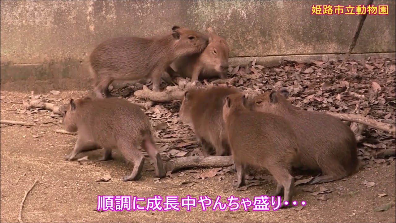 カピバラ （姫路市立動物園篇）令和生まれの六つ子ちゃん