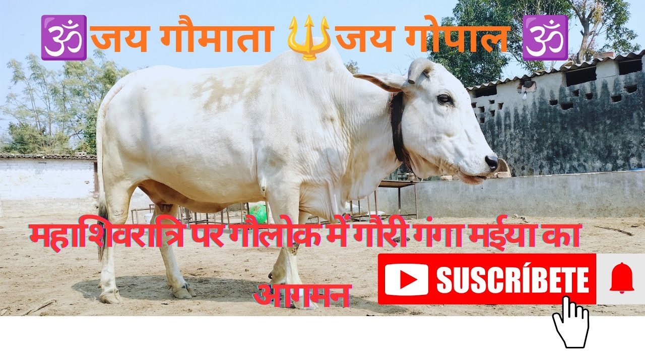 🔱🕉️महाशिवरात्रि पर गौलोक में गौरी गंगा मईया का आगमन 🙏🙏🕉️हर हर महादेव 🕉️🙏🙏@Gaulokgangatiri 