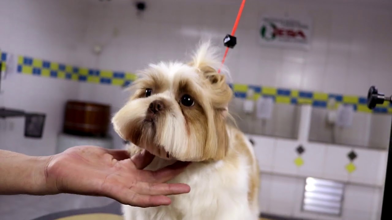 Curso De Tosa IESA Com Marcelo Mastrangelo - Carinhas Shih-Tzu  Lhasa Apso Yorkshire  Poodle Malt&ecirc;s