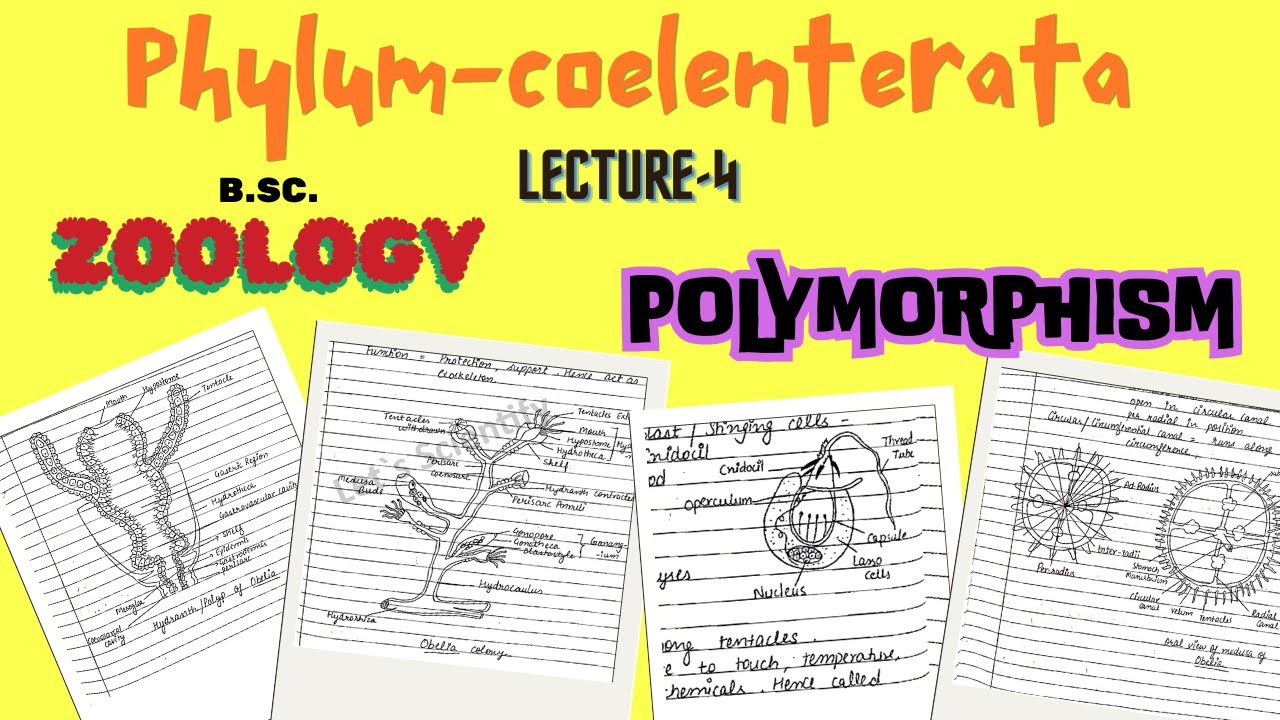 Polymorphism in Coelenterata | B.Sc.Zoology | Notes pdf in description.