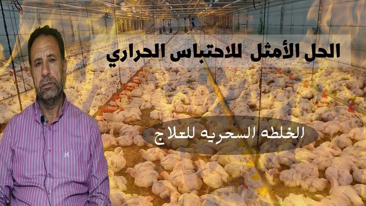 الاحتباس الحراري في الدواجن و افضل طريقه للقضاء عليه نهائيا و الخلطه السحريه للعلاج | اسامه شلبي
