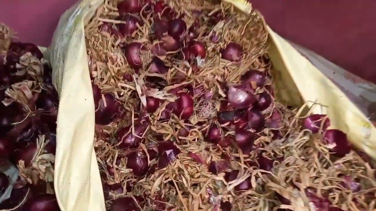 طريقة تخزين البصل من السنة للسنة