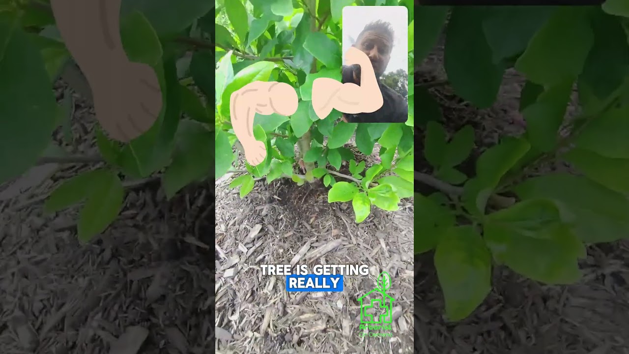 Tree Planting Secrets you've prbably never heard 🌳 ISA Master #Arborist explains