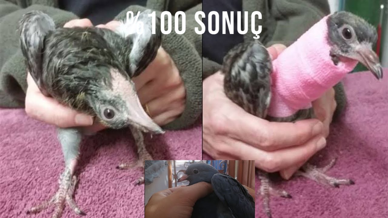 Güvercinlerde Boyun Dönmesi %100 sonuç %100 tedavi Salmonella Tedavisi