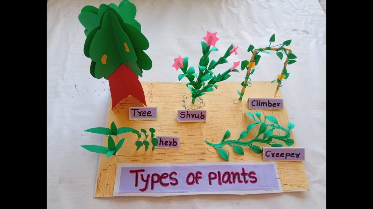 Types of plant Model | science project |Types of plant science project model |Types of plant TLM |