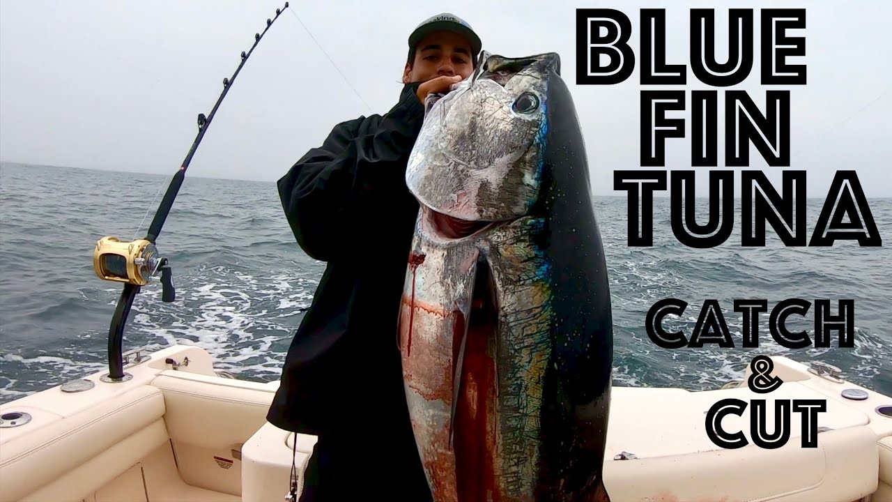 Fishing BLUE FIN TUNA Catch and CUT in Martha's Vineyard Black Out Charters
