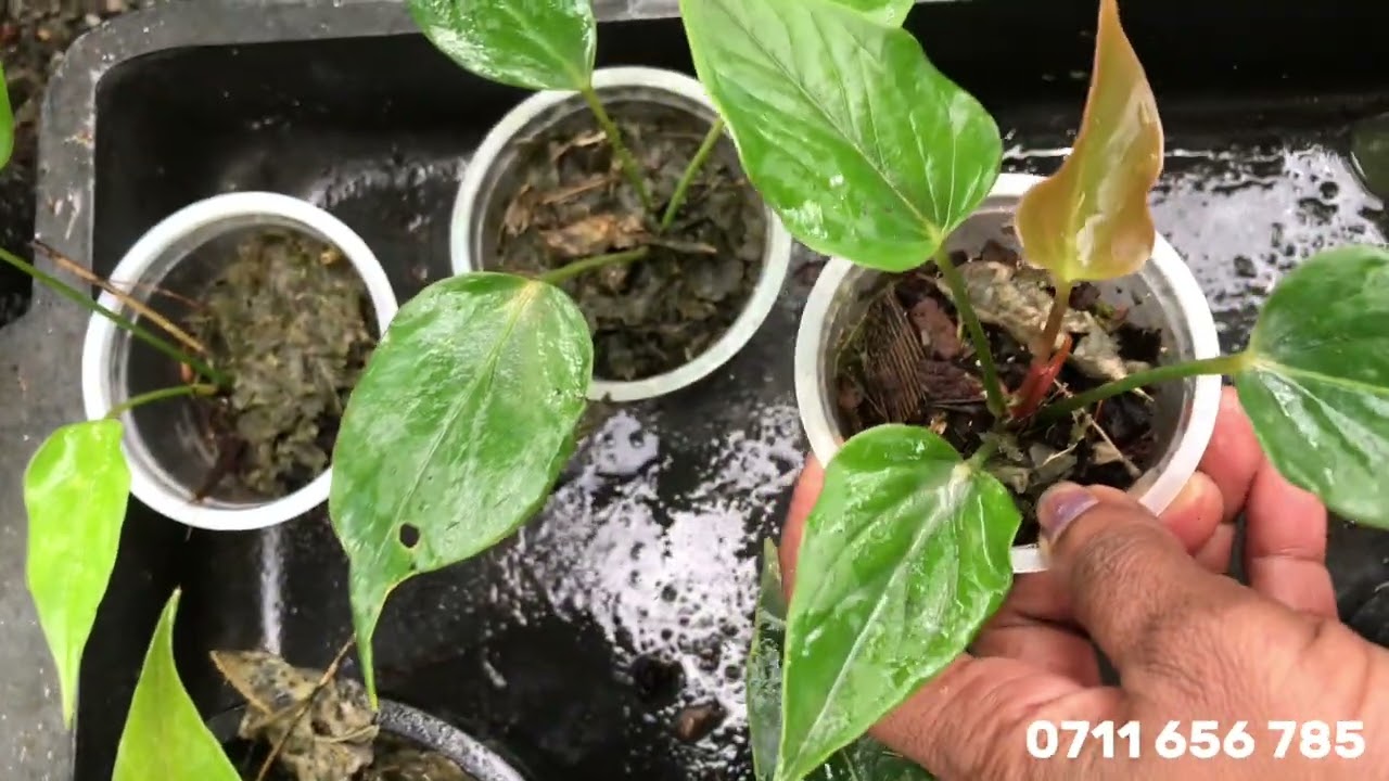 වටිනාම වර්ග වලින් සුපිරි package එකක් | Anthurium Plants | Alankara Plants 0711656785