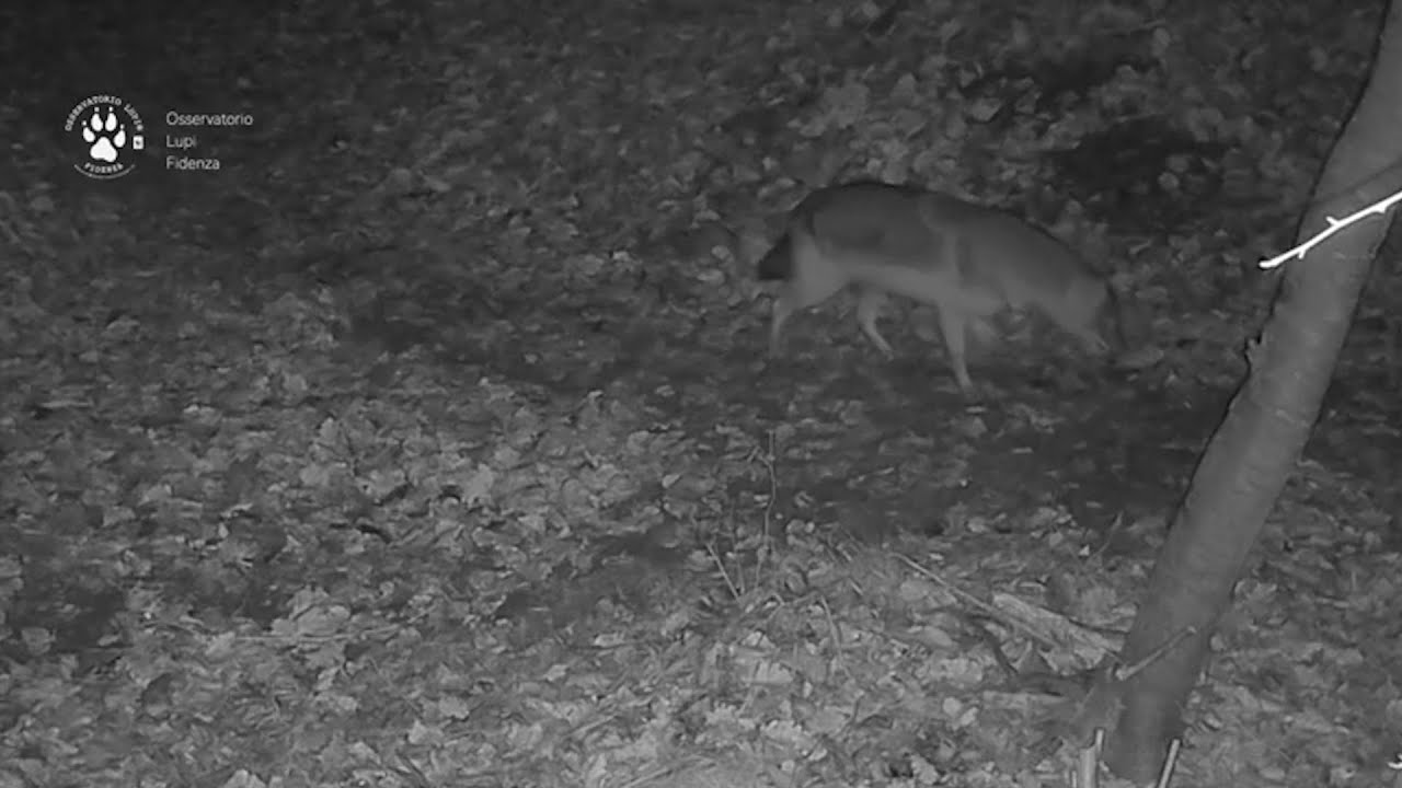 Sciacallo Dorato avvistato tra Fidenza e Salsomaggiore (PR)