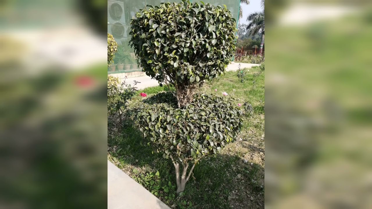 Rajkiya Udyan Parihar Government Nursery in the city | Alambagh | lucknow