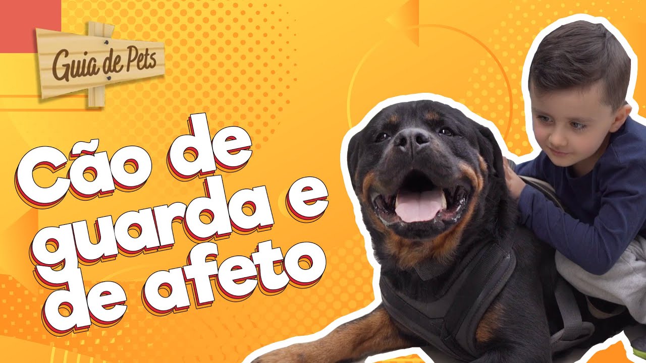 A VERDADE SOBRE O ROTTWEILER: Pode ser um bom cão de companhia? | Guia de Pets