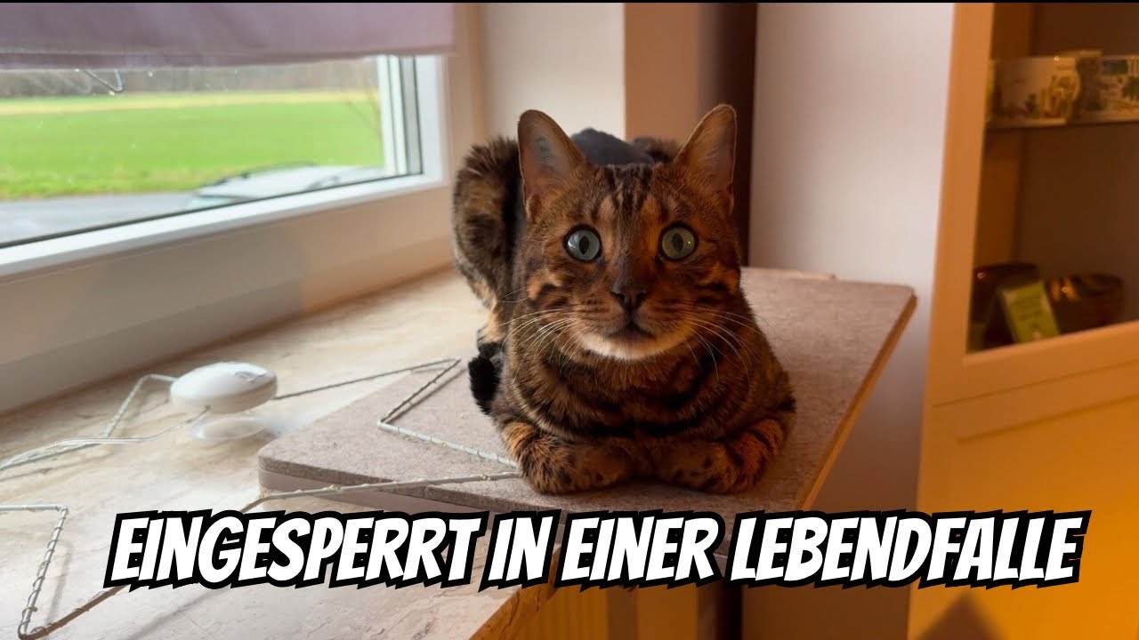 Der Tierarzt war da und hat sich Bali angeschaut..